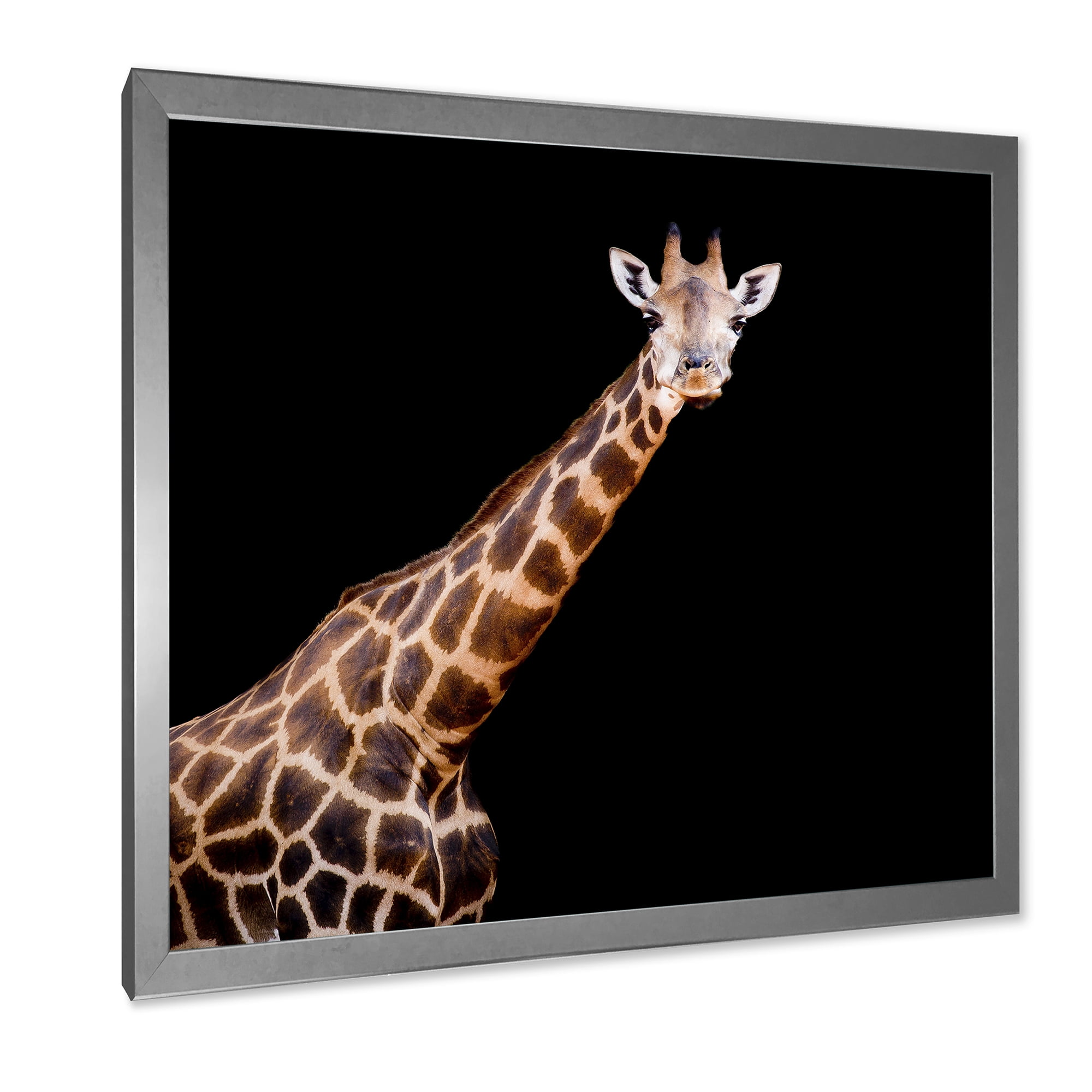 Designart 'Portrait of A Giraffe On Black Background III' Farmhouse Framed Art Print