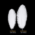 thumbnail image 6 of Trianu 20 Pcs White Natural Feathers 20cm-25cm for Crafts Wedding Party Centerpieces Easter Gatsby and Christmas Tree Decoration Feathers, 6 of 9