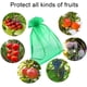 thumbnail image 4 of 50 unidades Bolsa protectora para racimos de uvas, 30x20 cm, Color: Verde, Con cordón, Da P, 4 of 5