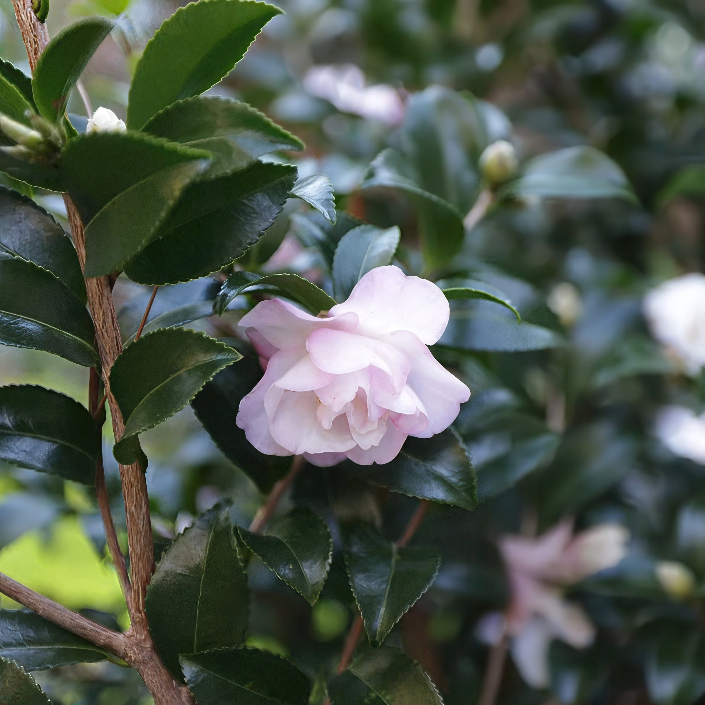 National Plant Network 1 gal. Camellia Sasanqua October Magic Orchid Shrub