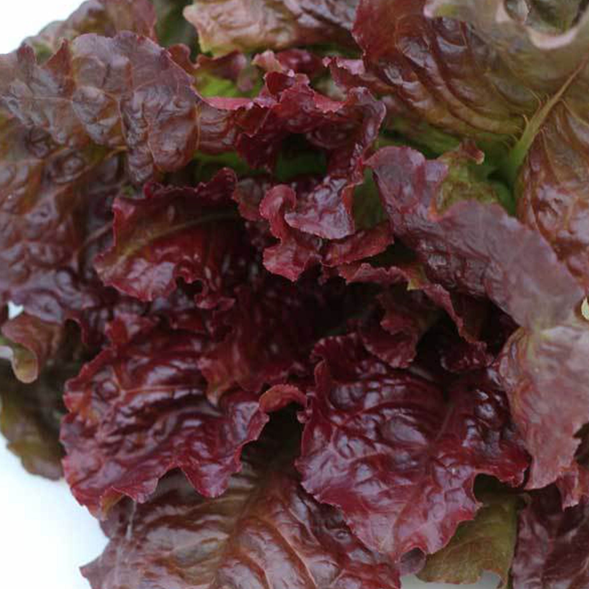 dry seeds organic Purple Vegetable Garden LETTUCE Chinese Red leaf 100 紫生菜 