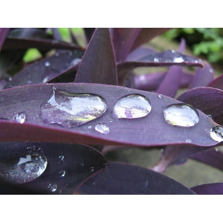 - LAMINATED POSTER Magnifying Effect Purple Leaf Raindrop Poster Print 24 x 36