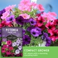 thumbnail image 4 of 2 packs Dwarf Petunia Seed Mix - Heirloom Full Sun Biennial Flower, 4 of 8