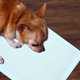 thumbnail image 4 of Raindrops 20Ud Almohadillas De Entrenamiento Para Mascotas Super Absorbentes Y Protectores De, 4 of 6