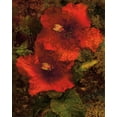 thumbnail image 2 of Seba, John 15x18 White Modern Wood Framed Museum Art Print Titled - Hibiscus II, 2 of 4