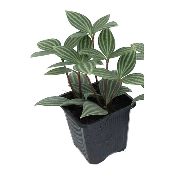 Parallel Peperomia puteolata - 2.5" Pot