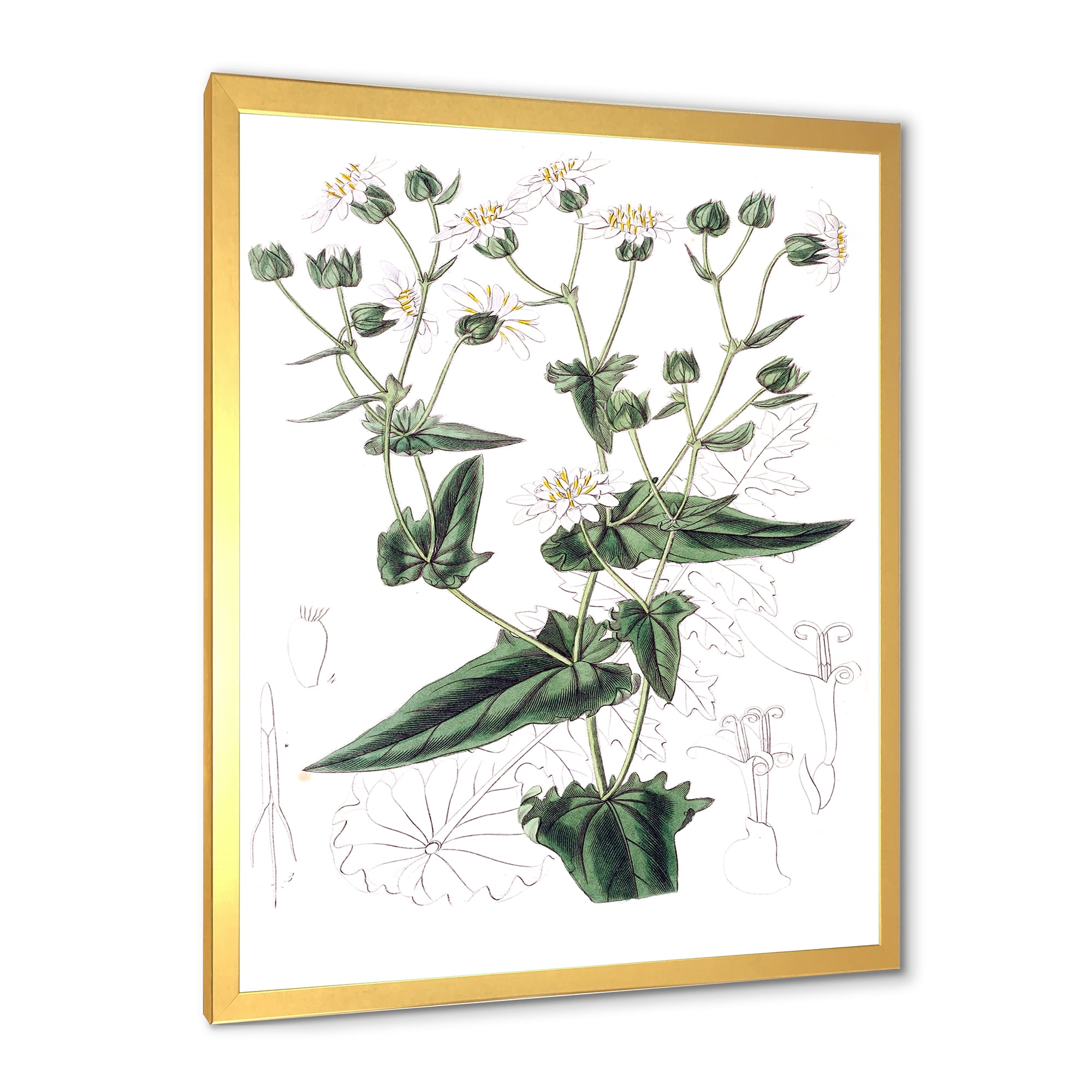 Designart 'Ancient Plant Life XXII' Traditional Framed Art Print