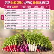 Organo Republic - 12 Radish Seeds Varieties - 4,080+ Non GMO Heirloom Garden Seeds