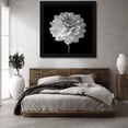 thumbnail image 3 of Assaf Frank 26x26 Black Modern Wood Framed Wall Art Titled - Dahlia flower on black background, 3 of 6