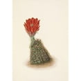 thumbnail image 2 of Mary Vaux Walcott 11x14 Black Ornate Wood Framed Double Matted Museum Art Print Titled: Lloyds Strawberry-Cactus. Echinocereus Lloydii (1925), 2 of 5