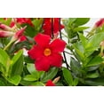 thumbnail image 4 of Island Blooms Mandevilla Red Live Plant in 3 Quart Hanging Basket – Full Sun, 4 of 6