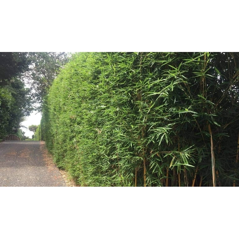 Bambusa Multiplex Green Hedge Bamboo - 3 Live Non-Invasive