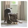 thumbnail image 2 of Stuffed Cheese Shin Bones 4 Inch Refillable Nutritious Dog Dental Care Chews (1 Bone), 2 of 7