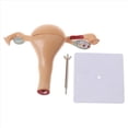 thumbnail image 3 of 2X Modelo Anatómico del Órgano Reproductivo Femenino Útero Vagina Matriz Femenina Modelo de Anatomía Herramientas de Enseñanza, 3 of 5