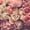 Bunch Of Vintage Florals, variant on Elephant Stock Opulent Iii Wall Art - Horizontal Canvas Wall Art - Living Room Wall Decor - Floral And Botanical Canvas - Pink And Black Decor By Design Fabrikken - 12" x 8"