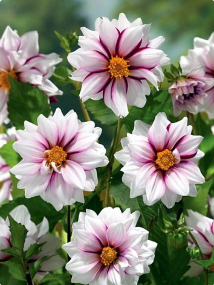 Edge of Joy Anemone Flowered Mignon Dahlia - Top Size Root Clump -  Walmart.com