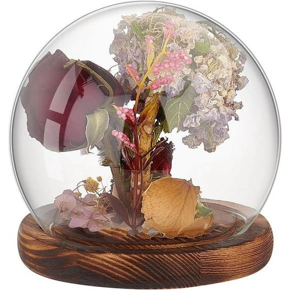 Glass Cloche Dome Clear Globe Display Dome with Wood Base Decorative Glass Display Case for Plant Flower Stone Models Butterfly Display Home Party Decoration 4.7x4.5inch