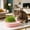 Pink, variant on Whale Shaped Cat Grass Growing Kit, 6.3x5.5in Soilless Hydroponic Cat Grass Planter Box, Cat Snack Cat Grass Container for Indoor Cats, Blue