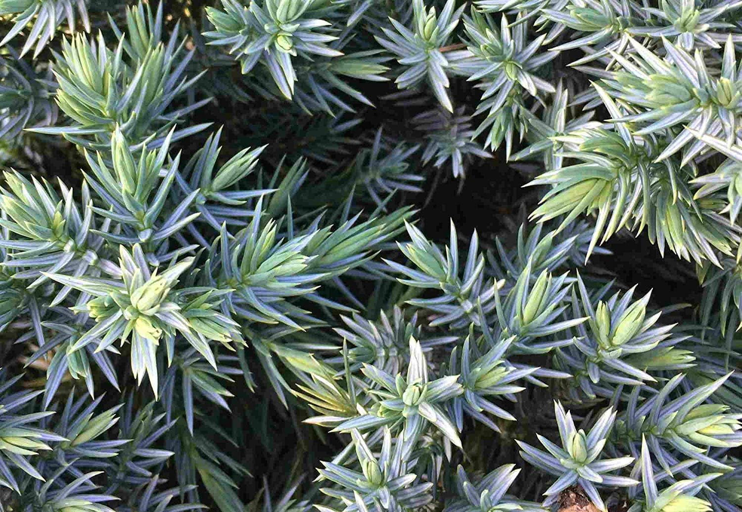 Blue Star Juniper - 10 Live Plants - Juniperus Squamata - Low Maintenance Evergreen Groundcover