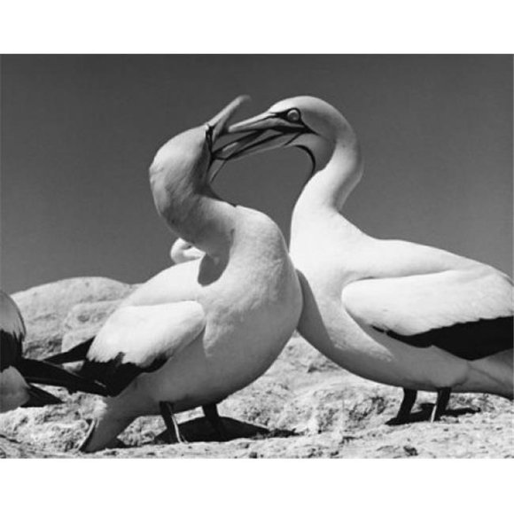 Posterazzi SAL9901428 Two Cape Gannets Standing Morus Capensis Poster Print - 18 x 24 in.