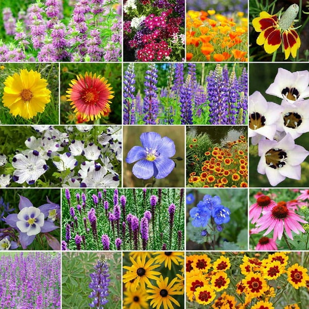 Eden Brothers North American Native Wildflower Mixed Seeds for Planting