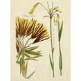 thumbnail image 2 of Vision Studio  12x14 White Modern Wood Framed Museum Art Print Titled - Antique Botanical Sketch II, 2 of 4