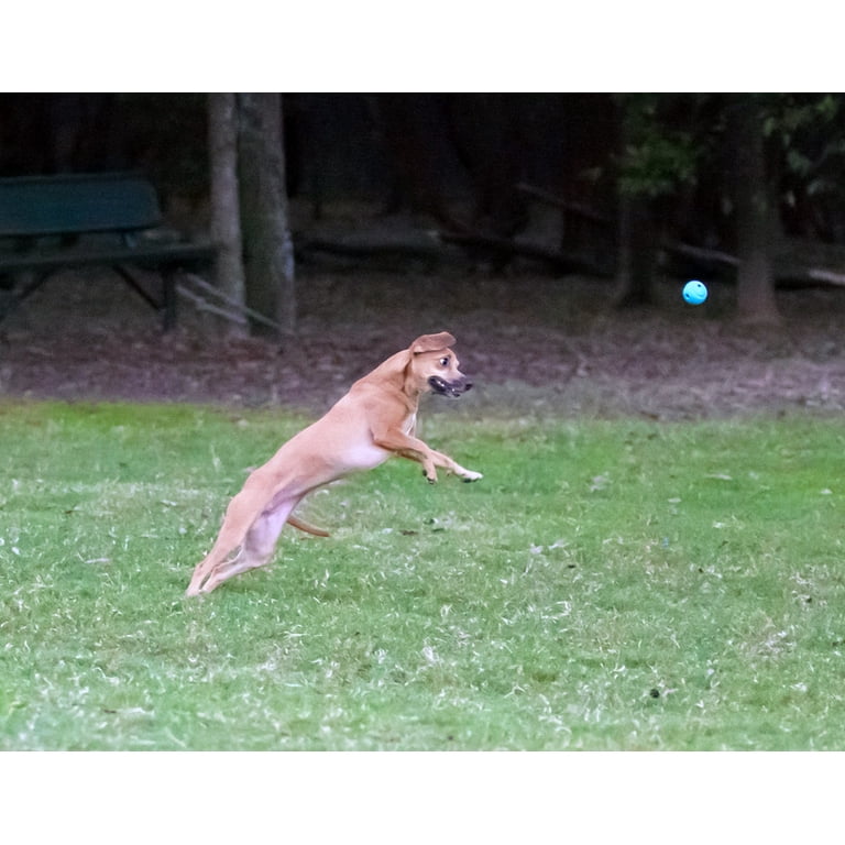Chuckit! Fetch Medley Dog Ball Set, 3-Pack photo 7
