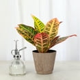 thumbnail image 3 of Live Petra Croton Plant - Colorful Foliage - 4" Decorative Pot Cover - Thorsen's Greenhouse, 3 of 5
