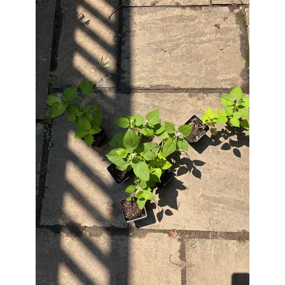 6 Anise Hyssop Plants (Agastache Foeniculum), Perennial, Full-Part Sun (2.5" Pot), Perennial, Flowers