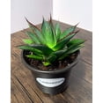 thumbnail image 5 of MicroStarts Live Blue Glow Agave Succulent Plant in 4 inch pot (1 count), 5 of 7