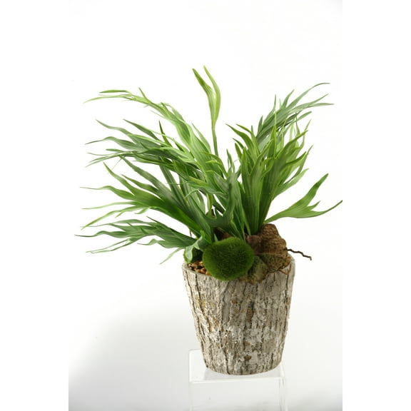 D&W Silks Mini Staghorn Fern in Weathered Oak Look Cement Planter