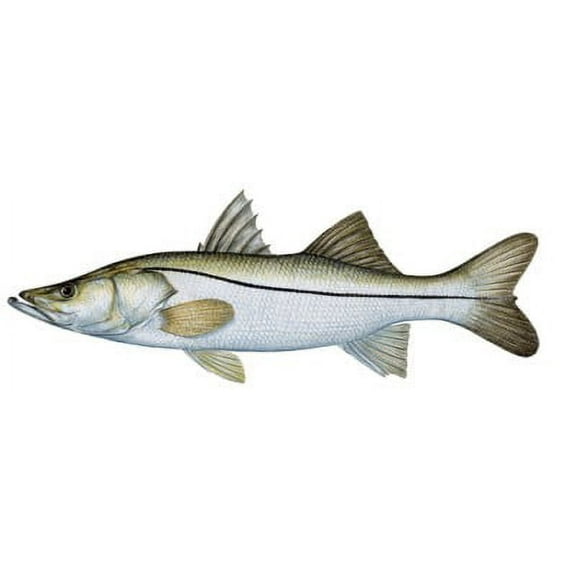 Fish Stix Snook Wall Decal
