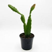 Red Epiphyllum Orchid Plant Live, 4 Inches Pot, Houseplant, Epiphyllum Plant for Home Decoration