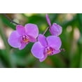 thumbnail image 2 of Engelbrecht, Jim 32x23 White Modern Wood Framed Museum Art Print Titled - Moth Orchid, 2 of 4