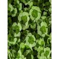 thumbnail image 4 of RedCrocus 4 Luck Cocomint Clover - Perennial Ground Cover for Gardens & Containers, Pollinator-Friendly, Non-Toxic, Fragrant, Easy Care, Adds Greenery & Attracts Bees  4.5" Pot (Pack of 5, 4 of 17