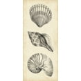 thumbnail image 2 of Harper, Ethan 8x14 White Modern Wood Framed Museum Art Print Titled - Antique Shell Study Panel I, 2 of 4