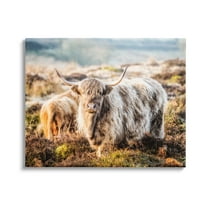 Stupell Industries Pleasant Highland Cattle Grazing Mossy Pasture At Dawn Photograph Gallery Wrapped Canvas Print Wall Art, Design by James Dobson
