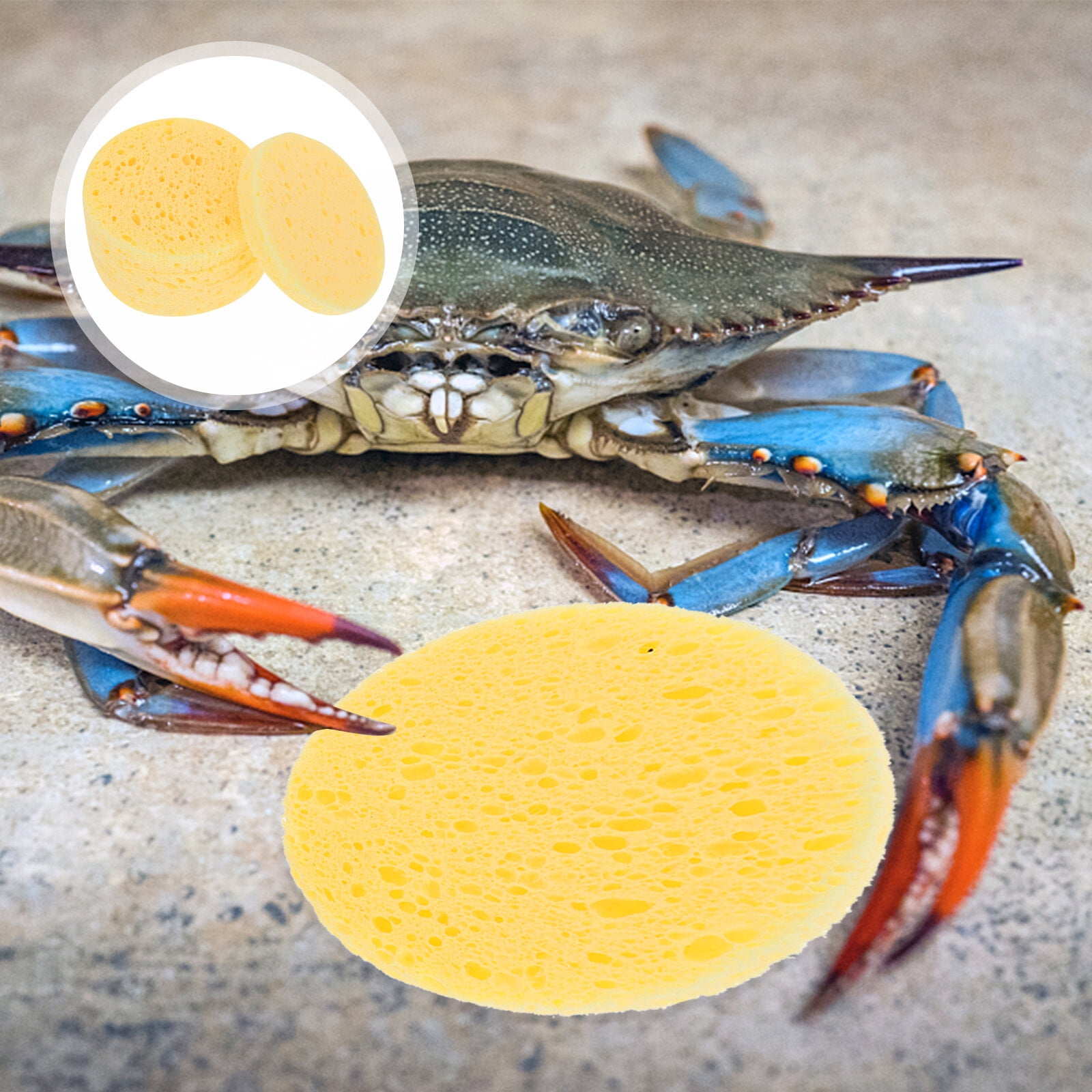 Can I Use a Kitchen Sponge for Hermit Crabs? Safe or Risky?