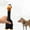 A, variant on SIfdSeng Dogs Puppy Squeak Toys Screaming Rubber Chicken Toy for Dogs Latex Squeaker Chew Training Products Puppy Enrichment Toys Cute Dog Toys Interactive Dog Toy