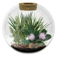 thumbnail image 2 of 8-Inch Diameter Glass Biodome | Thick Terrarium Grows Moving Plant, Wormwood, and Dragon Tree, 2 of 2