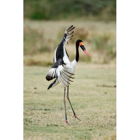 - Saddle Billed stork (Ephippiorhynchus Senegalensis) spreading wings Tarangire National Park Tanzania Poster Print by Panoramic Images (24 x 36)