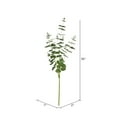 thumbnail image 2 of Vickerman 36" Artificial Green Money Leaf Spray., 2 of 2