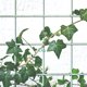 thumbnail image 4 of TABLETREANDS 50Ud Clips Para Plantas De Jardín En Plástico Soporte Fácil Para Guisantes Y, 4 of 8