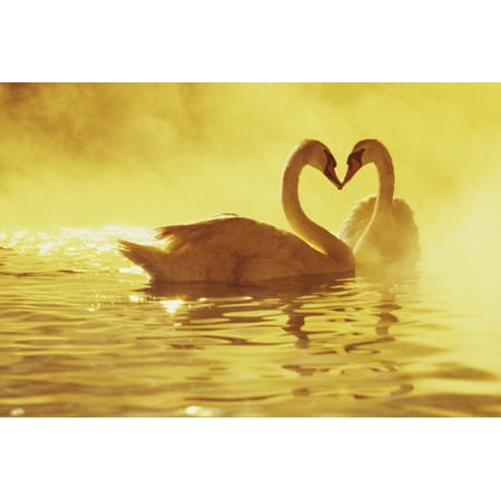 Posterazzi View Of Two African Swans Misty Sunset Romantic Setting Heads Together Ina Heart Shape Canvas Art - Brent Black  Design Pics (34 x