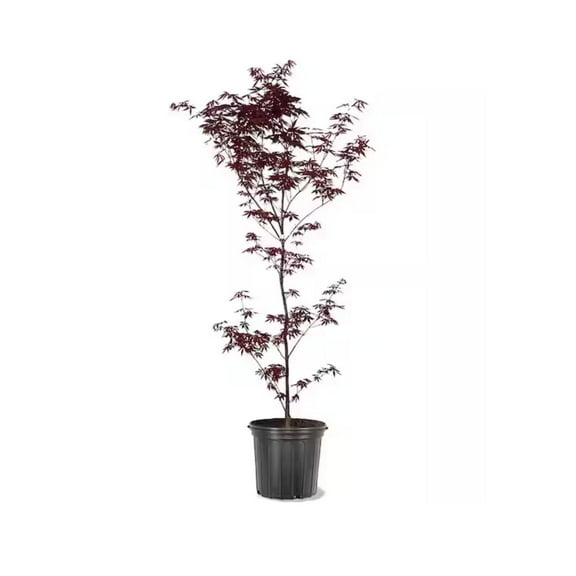 Expert Gardener 2-3 ft tall Red Japanese Maple Live Tree in 5-Gallon Grower Pot