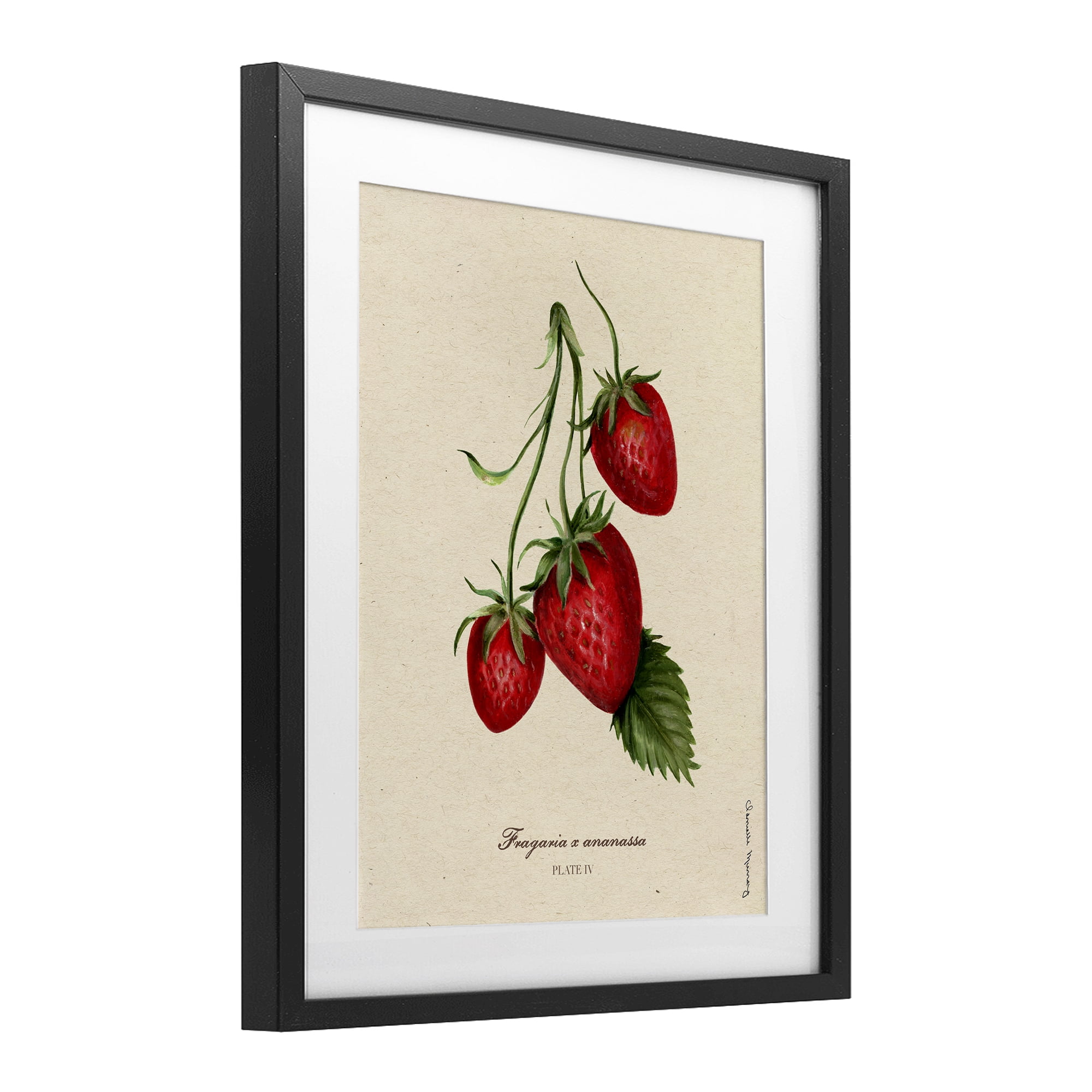 Stupell Industries Strawberry Fruit Portrait Black Framed Print Under Glass, design by Danielle Murray