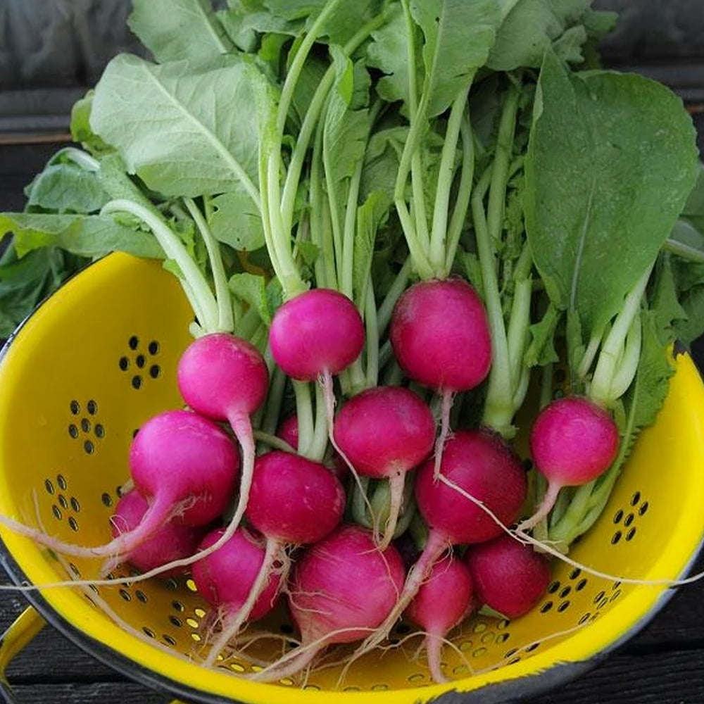 Purple Plum Radish Seeds 5 g 470 Seeds Heirloom, Open Pollinated