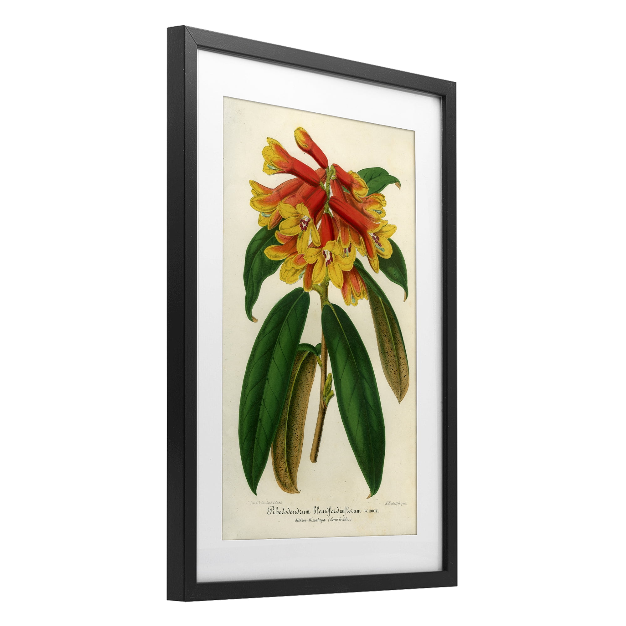 Stupell Industries Orange Yellow Rhododendron Black Framed Print Under Glass, design by Print Collection