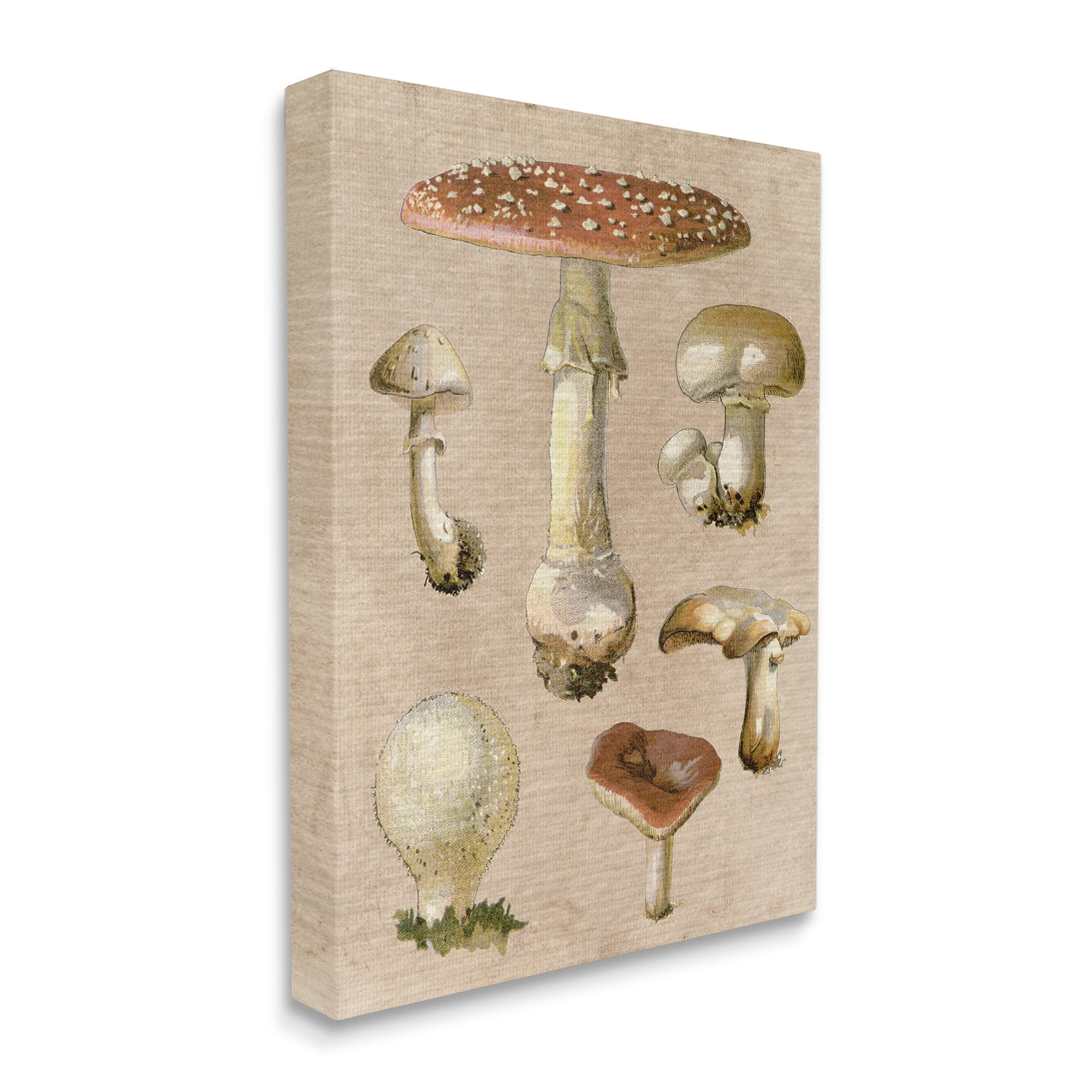 Stupell Industries Vintage Neutral Mushrooms Botanical & Floral Painting Gallery Wrapped Canvas Art Print Wall Art, 30 x 40