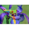 thumbnail image 2 of Jones, Adam 24x17 White Modern Wood Framed Museum Art Print Titled - Red-eyed tree frog climbing on iris flower, 2 of 4
